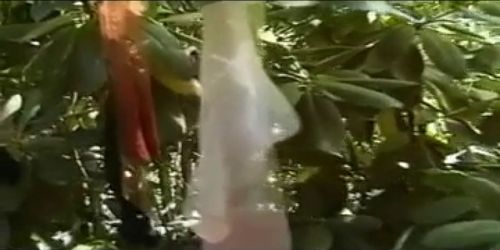 The Stocking Garden